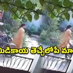 అయ్యో పాపం.. మామిడికాయ కోసం వెళ్తే.. బంగారు గొలుసు చోరీ
