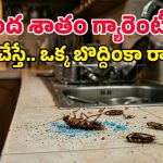 అరెరే.. ఇన్నాళ్లూ ఇది తెలియక ఇబ్బంది పడ్డామే.. బొద్దింకల పనిపట్టే సింపుల్ ట్రిక్ ఇదిగో!