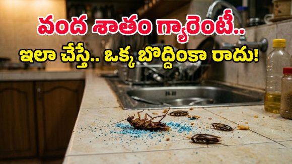 అరెరే.. ఇన్నాళ్లూ ఇది తెలియక ఇబ్బంది పడ్డామే.. బొద్దింకల పనిపట్టే సింపుల్ ట్రిక్ ఇదిగో!
