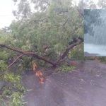 రాష్ట్రంలో ఈదురుగాలులతో భారీ వర్షం.. తడిసిన ధాన్యం, నేలకొరిగిన భారీ చెట్లు