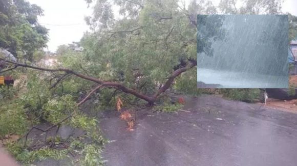 రాష్ట్రంలో ఈదురుగాలులతో భారీ వర్షం.. తడిసిన ధాన్యం, నేలకొరిగిన భారీ చెట్లు