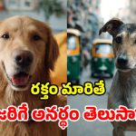 పెంపుడు శునకాలకు.. వీధి కుక్కల రక్తం.. డాక్టర్లు చెప్పింది వింటే వణికిపోవాల్సిందే!