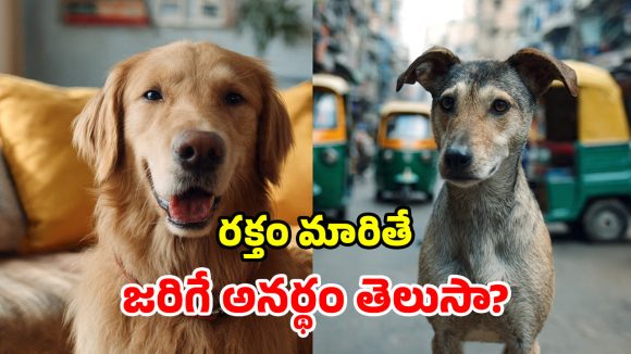 పెంపుడు శునకాలకు.. వీధి కుక్కల రక్తం.. డాక్టర్లు చెప్పింది వింటే వణికిపోవాల్సిందే!