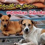 వీధి కుక్కల రక్తంతో వ్యాపారం.. వెటర్నరీ డాక్టర్ సస్పెన్షన్, హాస్పిటల్ సీజ్?