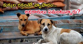 వీధి కుక్కల రక్తంతో వ్యాపారం.. వెటర్నరీ డాక్టర్ సస్పెన్షన్, హాస్పిటల్ సీజ్?