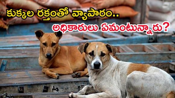 వీధి కుక్కల రక్తంతో వ్యాపారం.. వెటర్నరీ డాక్టర్ సస్పెన్షన్, హాస్పిటల్ సీజ్?