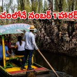 ఏంట్రా బాబూ ఈ వింత? చెట్లకు వేలాడే బొమ్మల వెనుక ఇంత పెద్ద కథ ఉందా?