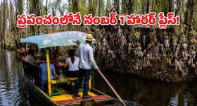 ఏంట్రా బాబూ ఈ వింత? చెట్లకు వేలాడే బొమ్మల వెనుక ఇంత పెద్ద కథ ఉందా?