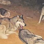 పటాన్‌చెరు రోడ్డుపై ఖరీదైన హస్కీ జాతి శునకాలు.. ఎండ వేడిమికి తట్టుకోలేక, ఒకటి మృతి మరికొన్నింటిని