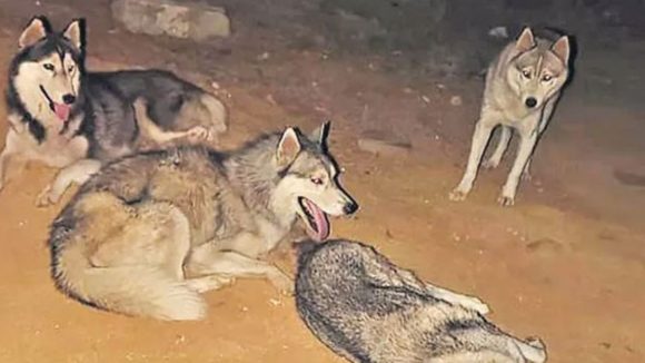 పటాన్‌చెరు రోడ్డుపై ఖరీదైన హస్కీ జాతి శునకాలు.. ఎండ వేడిమికి తట్టుకోలేక, ఒకటి మృతి మరికొన్నింటిని