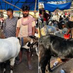 బక్రీద్ పండగ వేళ..  మేక ధర రూ. 2.4 లక్షలు, మరొకటి రూ.1.8 లక్షలు, ఎక్కడో తెలుసా?