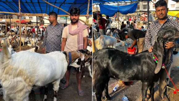 బక్రీద్ పండగ వేళ..  మేక ధర రూ. 2.4 లక్షలు, మరొకటి రూ.1.8 లక్షలు, ఎక్కడో తెలుసా?