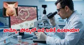 టీవీకే విజయకేతనం.. విజయ్‌కు హరీష్ రావు అభినందనలు.. కవిత ఆసక్తికర వ్యాఖ్యలు