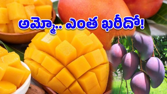 ప్రపంచంలోనే ఖరీదైన మామిడి.. మన దగ్గరకొచ్చింది.. కొనాలంటే ఆస్తులు అమ్మాల్సిందే!