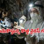 మరో మహమ్మారి ముప్పు.. థాయ్‌లాండ్ గబ్బిలాల్లో కొత్త రకం వైరస్
