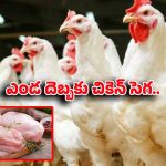 మండిపోతున్న చికెన్ ధరలు.. సామాన్యుడికి భారంగా మారిన ‘ముక్క’!