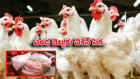మండిపోతున్న చికెన్ ధరలు.. సామాన్యుడికి భారంగా మారిన ‘ముక్క’!
