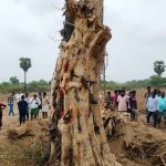 మారెళ్లలో అద్భుతం.. పడిపోయిన రావిచెట్టు దానంతట అదే నిలబడింది? అస‌లేం జ‌రిగిందంటే?