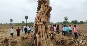 మారెళ్లలో అద్భుతం.. పడిపోయిన రావిచెట్టు దానంతట అదే నిలబడింది? అస‌లేం జ‌రిగిందంటే?