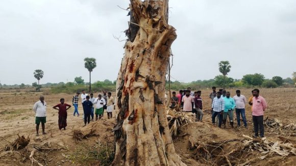 మారెళ్లలో అద్భుతం.. పడిపోయిన రావిచెట్టు దానంతట అదే నిలబడింది? అస‌లేం జ‌రిగిందంటే?