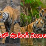పులుల ఏకాంతానికి అడ్డం వస్తున్న పర్యాటకులు.. సర్వేలో వెలుగులోకి సంచలనాలు..!