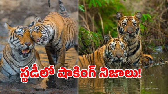 పులుల ఏకాంతానికి అడ్డం వస్తున్న పర్యాటకులు.. సర్వేలో వెలుగులోకి సంచలనాలు..!