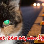 ఆ ఒక్క పిల్లి లేకపోతే మన రోడ్లపై ఈ లైట్లు ఉండేవి కావు.. నెట్టింట వైరల్ అవుతున్న క్రేజీ స్టోరీ!