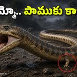 నడిచే పాము.. మొత్తానికి దొరికేసింది