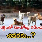 వీధి కుక్కల రూ.కోట్లు సంపాదించారు.. బ్లడ్ దందాలో సంచలన విషయాలు, పెట్ హాస్పిటల్ సీజ్