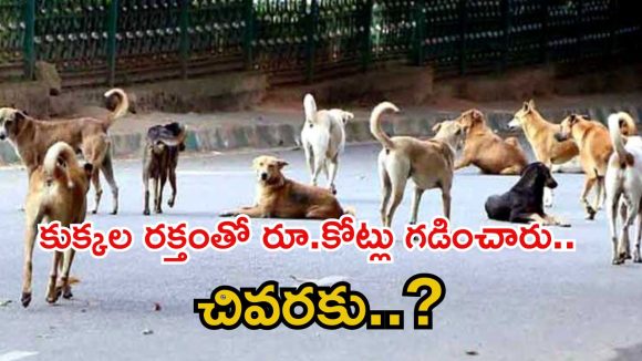వీధి కుక్కల రూ.కోట్లు సంపాదించారు.. బ్లడ్ దందాలో సంచలన విషయాలు, పెట్ హాస్పిటల్ సీజ్