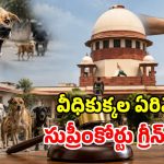 సుప్రీంకోర్టు సంచలన తీర్పు.. ఆ వీధి కుక్కలను చంపేయొచ్చు!
