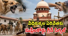 సుప్రీంకోర్టు సంచలన తీర్పు.. ఆ వీధి కుక్కలను చంపేయొచ్చు!