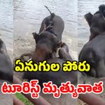 ఏనుగుల మధ్య ఘర్షణ.. కాళ్ల కింద నలిగి చనిపోయిన మహిళ.. వీడియో ఇదే!