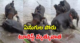 ఏనుగుల మధ్య ఘర్షణ.. కాళ్ల కింద నలిగి చనిపోయిన మహిళ.. వీడియో ఇదే!