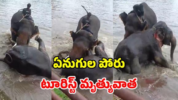 ఏనుగుల మధ్య ఘర్షణ.. కాళ్ల కింద నలిగి చనిపోయిన మహిళ.. వీడియో ఇదే!