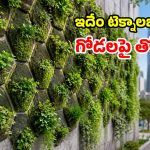ఇకపై ఇంట్లోనే కాదు.. గోడలపైనా మొక్కలు పెంచేయొచ్చు.. శాస్త్రవేత్తల క్రేజీ ఆవిష్కరణ!