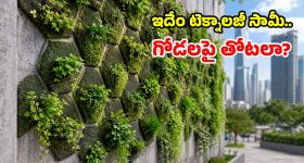 ఇకపై ఇంట్లోనే కాదు.. గోడలపైనా మొక్కలు పెంచేయొచ్చు.. శాస్త్రవేత్తల క్రేజీ ఆవిష్కరణ!