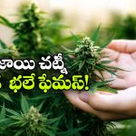 గంజాయి అక్కడ మత్తు కాదు.. అదో సంప్రదాయం!