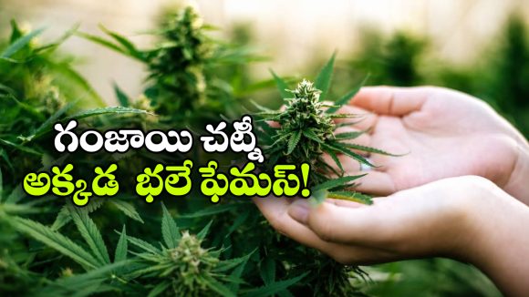 గంజాయి అక్కడ మత్తు కాదు.. అదో సంప్రదాయం!