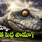 అతిపెద్ద పామును గుర్తించిన పరిశోధకులు.. పొడవెంతో తెలిస్తే కళ్లు బైర్లు కమ్మాల్సిందే!