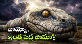 అతిపెద్ద పామును గుర్తించిన పరిశోధకులు.. పొడవెంతో తెలిస్తే కళ్లు బైర్లు కమ్మాల్సిందే!