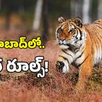 పులుల కోసం అడవుల్లో స్పెషల్ హోటళ్లు.. సర్కార్ సరికొత్త ప్లాన్!