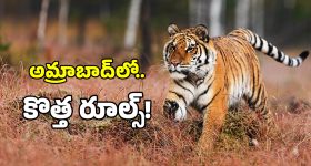 పులుల కోసం అడవుల్లో స్పెషల్ హోటళ్లు.. సర్కార్ సరికొత్త ప్లాన్!