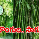 తెలంగాణ రైతన్నలకు ప్రభుత్వం బంపర్ ఆఫర్.. మూడేళ్ల దాకా పైసలు ఫ్రీ..!
