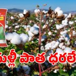 Cotton Prices: పత్తి రైతులకు తీపి కబురు..?