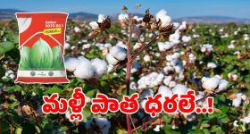 Cotton Prices: పత్తి రైతులకు తీపి కబురు..?