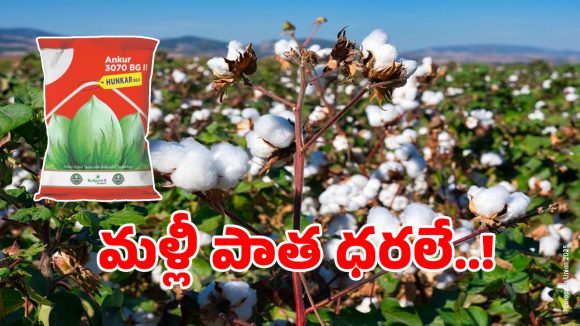 Cotton Prices: పత్తి రైతులకు తీపి కబురు..?