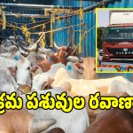 డబిల్‌పూర్ చెక్‌పోస్ట్ వద్ద.. అక్రమ పశువుల రవాణా పట్టివేత!