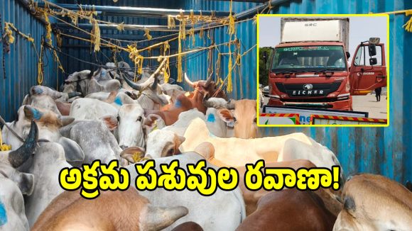 డబిల్‌పూర్ చెక్‌పోస్ట్ వద్ద.. అక్రమ పశువుల రవాణా పట్టివేత!