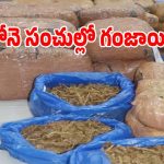 5 గోనే సంచులు.. 60 ప్యాకెట్లు.. ఈ గంజాయి విలువ ఎంతో తెలిస్తే దిమ్మతిరగాల్సిదే!